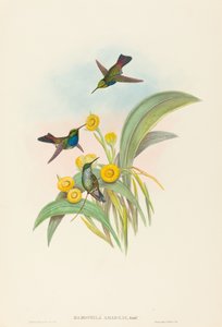 दामोफिला अमाबिलिस (ब्लू-ब्रेस्टेड हमिंगबर्ड) द्वारा जॉन गोल्ड और एचसी रिक्टर