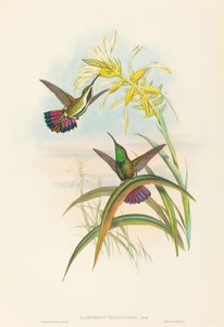 लैम्पोर्निस वेरागुएंसिस (वेरागुआन मैंगो)