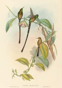 लेस्बिया अमेरीलिस