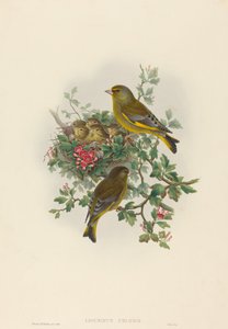 लिगुरिनस क्लोरिस (ग्रीनफिंच)