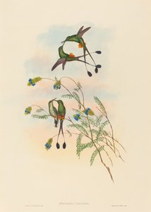 स्पैथुरा पेरुआना (पेरूवियन रैकेट-टेल)