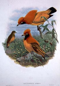 ज़ैंथोमेलस ऑरियस (रंग लिथो) द्वारा जॉन और हार्ट विलियम गोल्ड