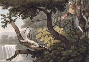 मैक्सिकन छिपकली पकड़ने वाला, मैथ्यू डबबर्ग (fl.1785-1820) द्वारा उत्कीर्ण, एडवर्ड ओरमे द्वारा, 1813