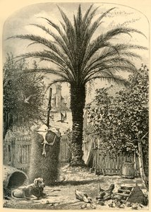सेंट ऑगस्टाइन में दृश्य - द डेट पाम, 1872।