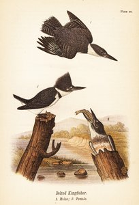 बेल्ड किंगफिशर, मेगसेरिल एल्सियॉन, नर 1, मादा 2 द्वारा जॉन जेम्स (बाद) ऑडबोन