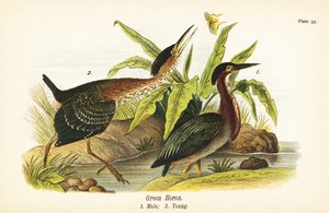 हरा बगुला, ब्यूटोराइड्स विरेसेंस, पुरुष 1, युवा 2 द्वारा जॉन जेम्स (बाद) ऑडबोन