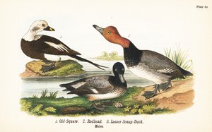 लंबी पूंछ वाली बत्तख, क्लैंगुला हाइमलिस 1, रेडहेड, अयथ्या अमेरिकाना 2, और कम स्कूप, अयथ्या एफिनिस 3 द्वारा जॉन जेम्स (बाद) ऑडबोन