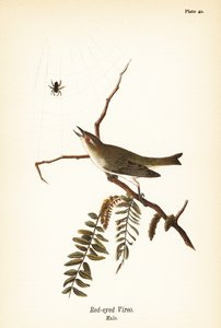 रेड-आइड वीरो, वीरो ओलिवेसियस, नर द्वारा जॉन जेम्स (बाद) ऑडबोन