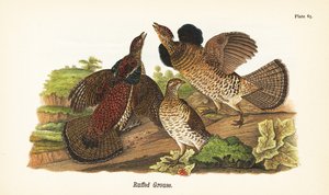 रफ़्ड ग्राउज़, बोनासा अम्बेलस द्वारा जॉन जेम्स (बाद) ऑडबोन