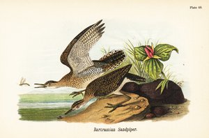 अपलैंड सैंडपाइपर, बार्ट्रामिया लॉन्गिकौडा द्वारा जॉन जेम्स (बाद) ऑडबोन