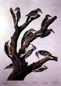 रॉबर्ट हैवेल (1793-1878) 1838 (रंगीन उत्कीर्णन) द्वारा उकेरी गई 'बर्ड्स ऑफ अमेरिका' से कठफोड़वा द्वारा जॉन जेम्स (बाद) ऑडबोन