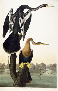 ब्लैक-बेल्ड डार्टर, 1836 द्वारा जॉन जेम्स ऑडबोन