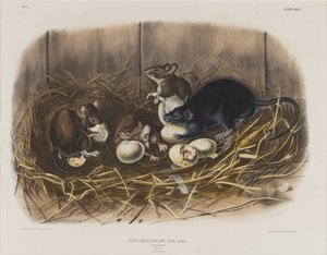 काला चूहा, c.1845 द्वारा जॉन जेम्स ऑडबोन