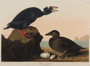 ब्लैक या सर्फ बतख, 1836 (कागज पर wc) द्वारा जॉन जेम्स ऑडबोन
