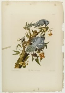 ब्लू जे, जूलियन बीन द्वारा मुद्रित और रो लॉकवुड एंड सन, 1861 (क्रोमोलिथोग्राफ) द्वारा प्रकाशित द्वारा जॉन जेम्स ऑडबोन