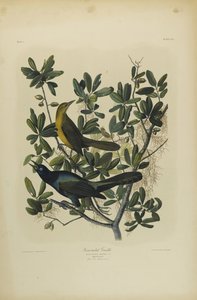 बोट-टेल्ड ग्रैकल, जूलियन बीन द्वारा मुद्रित और रो लॉकवुड एंड सन, 1861 (क्रोमेटिड) द्वारा प्रकाशित द्वारा जॉन जेम्स ऑडबोन