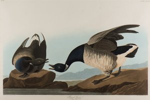ब्रैंट गूज़, 1837 (कागज पर wc) द्वारा जॉन जेम्स ऑडबोन