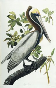ब्राउन पेलिकन, 1835 द्वारा जॉन जेम्स ऑडबोन