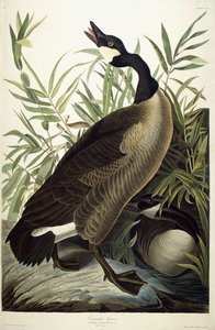 कनाडा गोज, सी .1827-1838 द्वारा जॉन जेम्स ऑडबोन