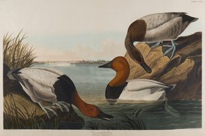 कैनवास बैकड डक, 1836 (कागज पर wc)