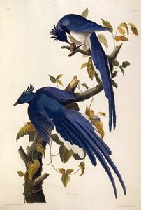 कोलंबिया जे गैरुलस अल्ट्रामरीनस। द बर्ड्स ऑफ अमेरिका, 1827-1838 से। द्वारा जॉन जेम्स ऑडबोन