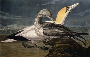 रॉबर्ट्स ऑफ अमेरिका (1793-1878) द्वारा उकेरी गई &39;बर्ड्स ऑफ अमेरिका&39; से गनेट 1836 में प्रकाशित हुई
