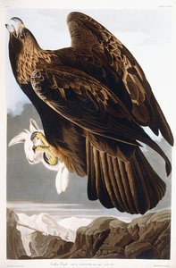 गोल्डन ईगल, 1833 द्वारा जॉन जेम्स ऑडबोन