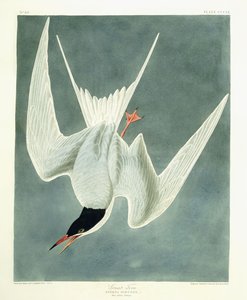 ग्रेट टर्न, मेल, स्प्रिंग प्लमेज, 1836 द्वारा जॉन जेम्स ऑडबोन