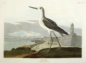 ग्रीनशंक, सेंट का दृश्य, 1835 द्वारा जॉन जेम्स ऑडबोन