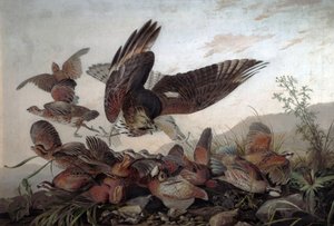 हॉक्स अटैकिंग पार्टिडेज, 1826