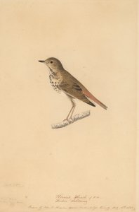 हर्मिट थ्रश, 1820। द्वारा जॉन जेम्स ऑडबोन