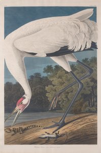 हूपिंग क्रेन, 1834 द्वारा जॉन जेम्स ऑडबोन