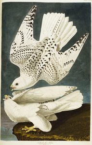 आइसलैंड या जेर फाल्कन। Gyrfalcon द्वारा जॉन जेम्स ऑडबोन
