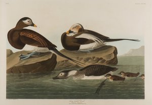 लॉन्ग-टेल्ड डक, 1836 (कागज पर wc) द्वारा जॉन जेम्स ऑडबोन