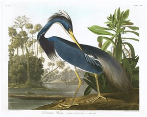लुइसियाना बगुला, 1834
