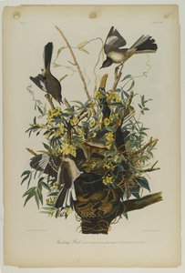 जूलियन बीन द्वारा मुद्रित मॉकिंग बर्ड, और रो लॉकवुड एंड सन, 1861 (क्रोमोलिथोग्राफ) द्वारा प्रकाशित द्वारा जॉन जेम्स ऑडबोन