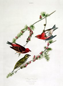 पर्पल फिंच, &39;बर्ड्स ऑफ अमेरिका&39;, विलियम होम द्वारा उत्कीर्ण (1788-1859) द्वारा जॉन जेम्स ऑडबोन