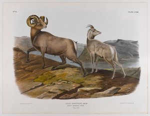 रॉकी पर्वत भेड़, 1845 द्वारा जॉन जेम्स ऑडबोन