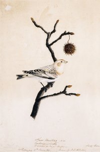 स्नो बंटिंग, 1809 द्वारा जॉन जेम्स ऑडबोन