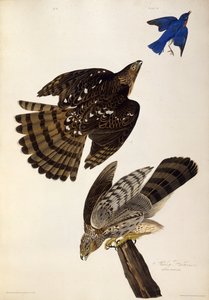 स्टेनली हॉक्स। द बर्ड्स ऑफ अमेरिका, 1827-1838 से। द्वारा जॉन जेम्स ऑडबोन