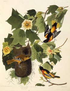 बाल्टीमोर oriole। द बर्ड्स ऑफ अमेरिका, 1827-1838 से। द्वारा जॉन जेम्स ऑडबोन
