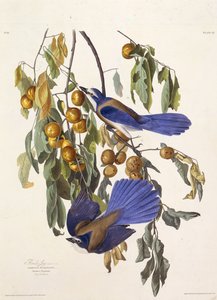 फ्लोरिडा स्क्रब जय। द बर्ड्स ऑफ अमेरिका, 1827-1838 से। द्वारा जॉन जेम्स ऑडबोन