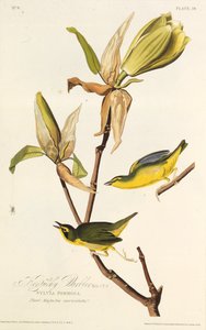 केंटकी योद्धा। द बर्ड्स ऑफ अमेरिका, 1827-1838 से। द्वारा जॉन जेम्स ऑडबोन
