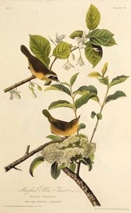 मैरीलैंड येलोथ्रे। द बर्ड्स ऑफ अमेरिका, 1827-1838 से। द्वारा जॉन जेम्स ऑडबोन