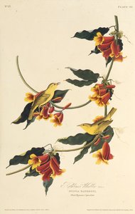 द राथबोन वार्बलर। द बर्ड्स ऑफ अमेरिका से, 1827-1838 तक। द्वारा जॉन जेम्स ऑडबोन