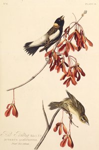 द राइसबर्ड। द बर्ड्स ऑफ अमेरिका, 1827-1838 से। द्वारा जॉन जेम्स ऑडबोन