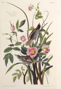 सी-साइड फिंच। द बर्ड्स ऑफ अमेरिका, 1827-1838 से। द्वारा जॉन जेम्स ऑडबोन
