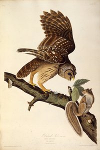 वर्जित उल्लू। द बर्ड्स ऑफ अमेरिका, 1827-1838 से। द्वारा जॉन जेम्स ऑडबोन
