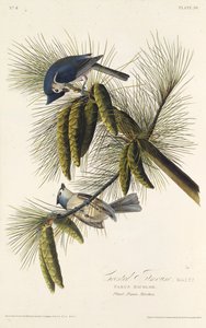 काला-कलूटा टिटमाउस। द बर्ड्स ऑफ अमेरिका, 1827-1838 से। द्वारा जॉन जेम्स ऑडबोन