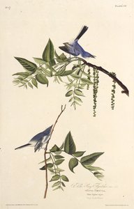 नीला-ग्रे ग्नैचैचर। द बर्ड्स ऑफ अमेरिका, 1827-1838 से। द्वारा जॉन जेम्स ऑडबोन